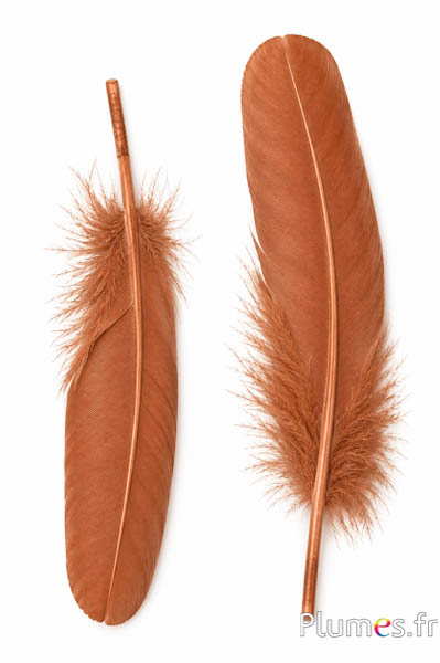 Oca - 15-21 cm, sinistra e destra - castagna